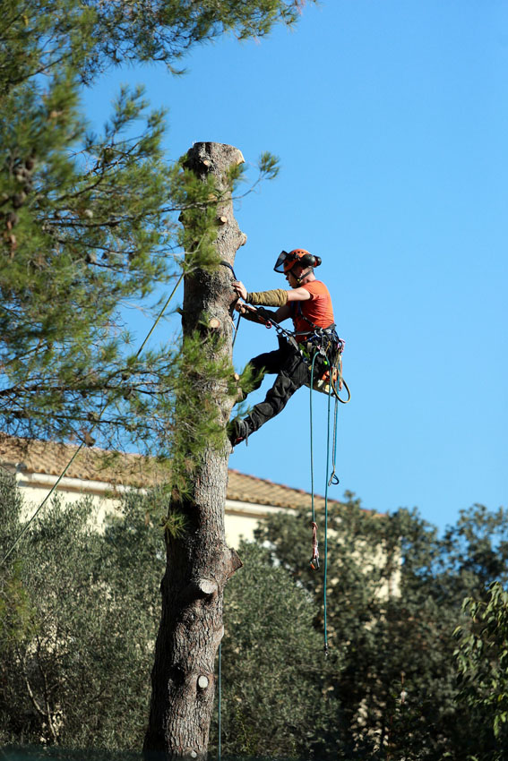 La taille d'un arbre en ville